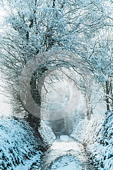 Snow covered road lined with trees, winter landscape