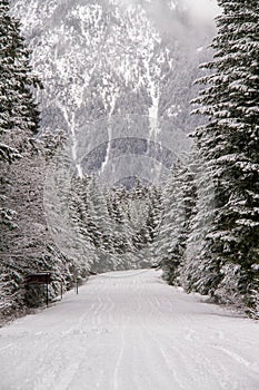 A snow covered road through a mountains pine forest