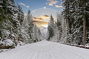 A snow covered road through a mountains pine forest