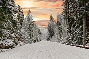 A snow covered road through a mountains pine forest
