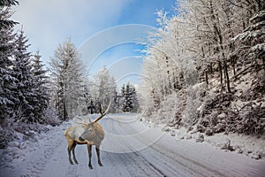 The snow-covered road and red deer