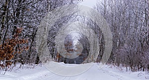 Snow-covered road surrounded by frozen trees in winter, Minnesota