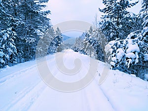 snow-covered road to the Siberian forest in December
