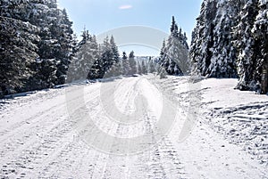 Snow covered road with trees around and blue sky in winter Jeseniky mountains