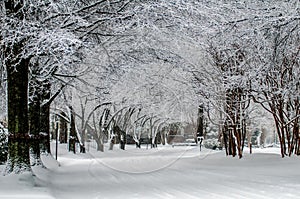 Snow covered road and trees after winter storm