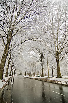 Snow covered road and trees after winter storm