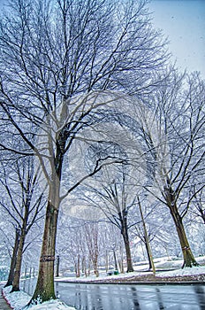 Snow covered road and trees after winter storm