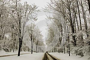 Snow covered road and trees after winter storm