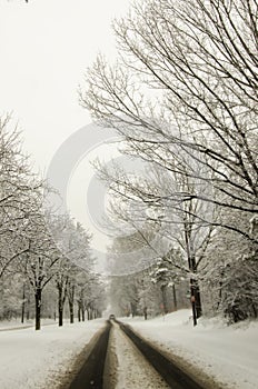 Snow covered road and trees after winter storm