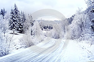 Snow-covered road winding among forest