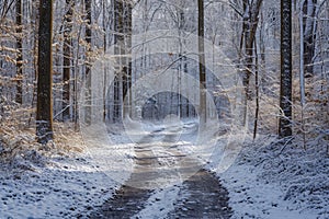 A snow-covered road winds through a dense forest, creating a wintry scene, A path through the woods, freshly covered in snow, AI