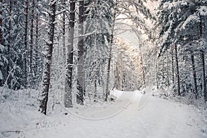 Snow covered road in winter forest landscape