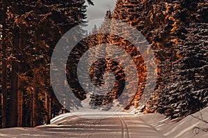 Snow covered road in winter pine forest at sunset. Nature landscape