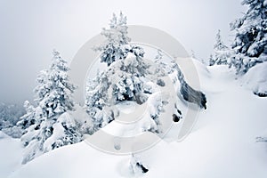 Snow-covered rocks, trees in Ural. Siberia.Taiga.