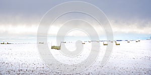 Snow covered round hay bales and a barbed wire fence on the Canadian prairies