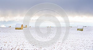 Snow covered round hay bales on the Canadian prairies