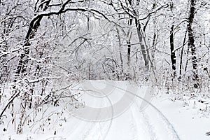 Snow-covered rut road in forest