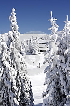 Snow covered ski chalet in pine forest