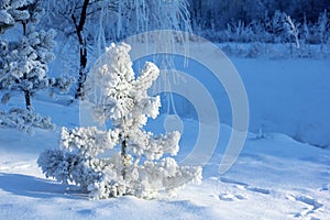 Snow Covered Small Pine Tree