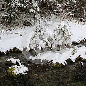 Snow covered small trees and creek