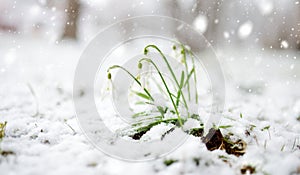 Snow covered spring snowdrop flowers blossoming outdoors. First flowers of spring during snowfall