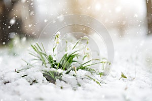 Snow covered spring snowdrop flowers blossoming outdoors. First flowers of spring during snowfall