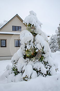 Snow covered spruce