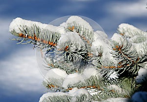 Snow-covered Spruce