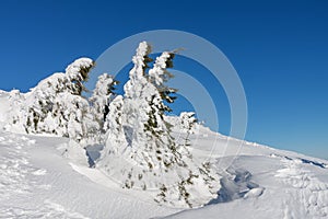 Snow covered spruce, krkonose mountains, path to cottage Vyrovka. Winter sunny day