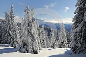 La neve coperto abete rosso montagne 