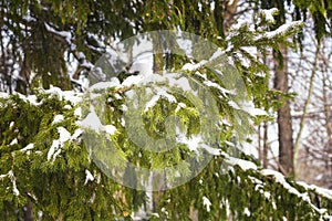 Snow-covered spruce in nature. Seasonality, ecology, holiday concept.Close-up of pine branch