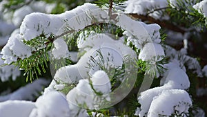 Snow covered spruce needles at wintertime close up. Snow lying on green fir tree