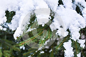 Snow covered spruce tree branch. Close-up photo of Fir-tree branch with snow