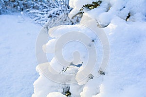 Snow covered spruce tree branch. Close-up photo of Fir-tree branch with snow