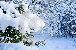 Snow covered spruce tree branch. Close-up photo of Fir-tree branch with snow