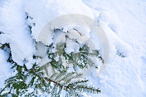 Snow covered spruce tree branch. Close-up photo of Fir-tree branch with snow