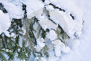 Snow covered spruce tree branch. Close-up photo of Fir-tree branch with snow