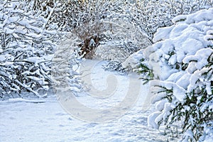 Snow covered spruce tree branch. Close-up photo of Fir-tree branch with snow