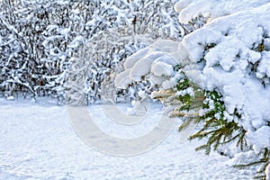 Snow covered spruce tree branch. Close-up photo of Fir-tree branch with snow