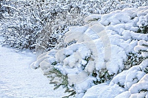 Snow covered spruce tree branch. Close-up photo of Fir-tree branch with snow