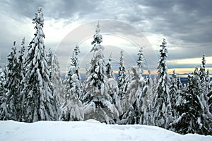 Snow-covered spruce trees