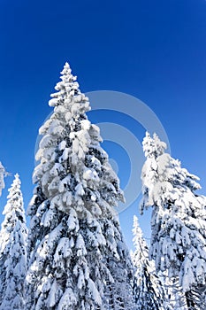 Snow-covered spruce trees