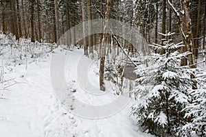Snow covered spruce trees in the forest