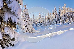 Snow-covered spruce trees and larches photo