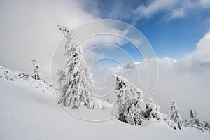 Snow covered spruce trees under Salatin peak during winter evening