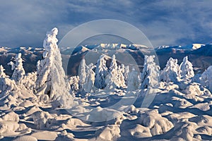 Snow covered spruce trees on Vidlica peak in Mala Fatra