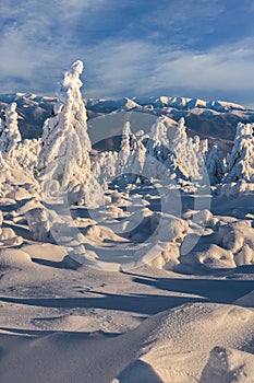 Snow covered spruce trees on Vidlica peak in Mala Fatra