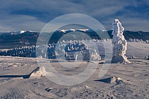 Snow covered spruce trees on Vidlica peak in Mala Fatra