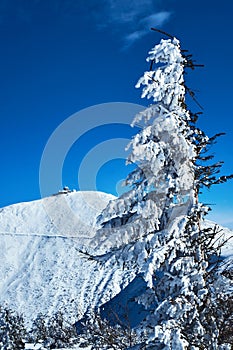 Snow-covered spruce trees during winter