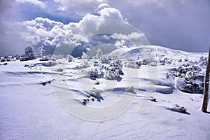 Snow-covered spruce trees during winter